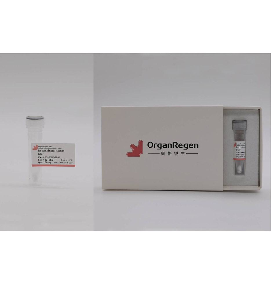 Recombinant Human EGF