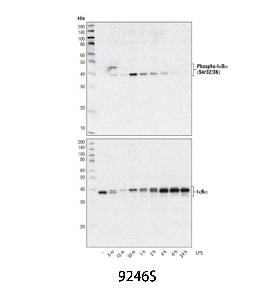 Phospho-IκBα (Ser32/36) (5A5) Mouse mAb