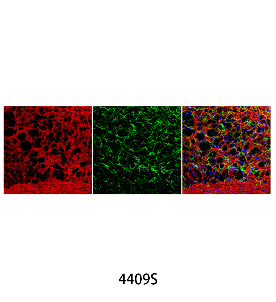 Anti-mouse IgG (H+L) F(ab')<sub>2</sub> Fragment (Alexa Fluor 555 Conjugate)