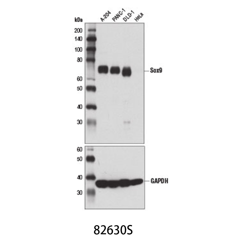 Sox9 (D8G8H) Rabbit mAb