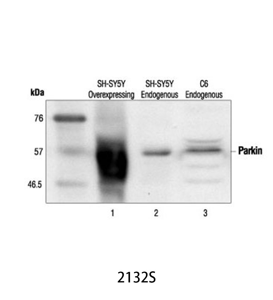 Parkin Antibody