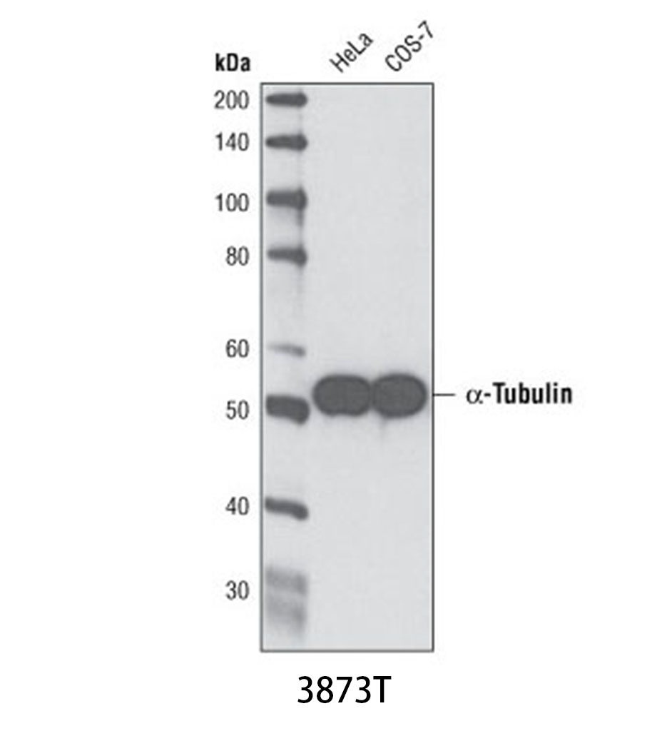 α-Tubulin (DM1A) Mouse mAb