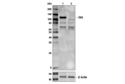 FAK Antibody
