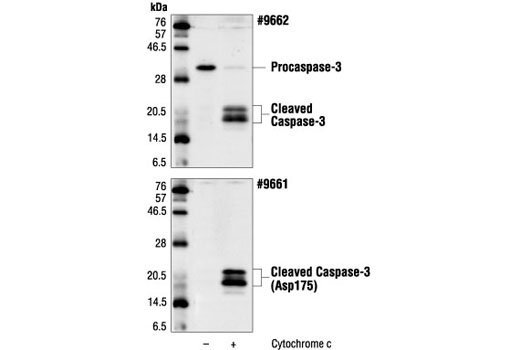 Caspase-3 Control Cell Extracts