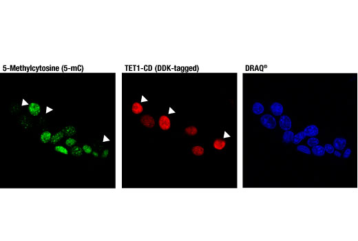 5-Methylcytosine (5-mC) (D3S2Z) Rabbit mAb