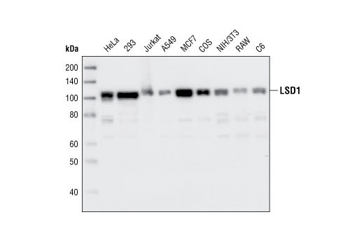 LSD1 Antibody