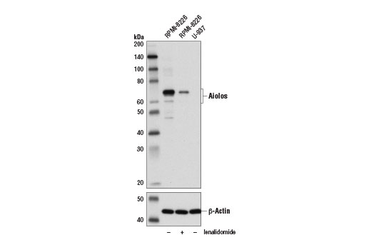 Aiolos (D1C1E) Rabbit mAb