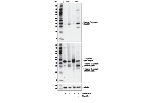 Cleaved Caspase Antibody Sampler Kit