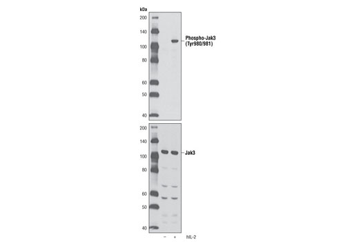 Phospho-Jak3 (Tyr980/981) (D44E3) Rabbit mAb