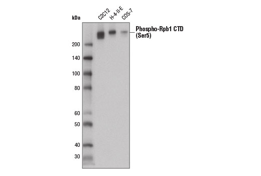 Phospho-Rpb1 CTD (Ser5) (D9N5I) Rabbit mAb