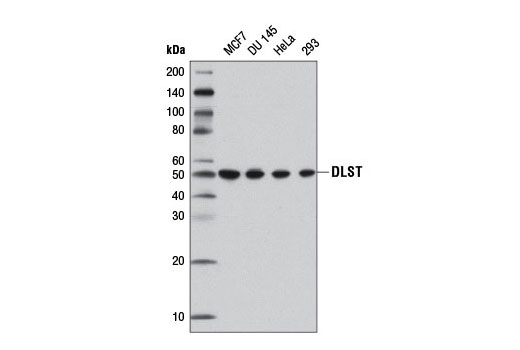 Tricarboxylic Acid Cycle Antibody Sampler Kit