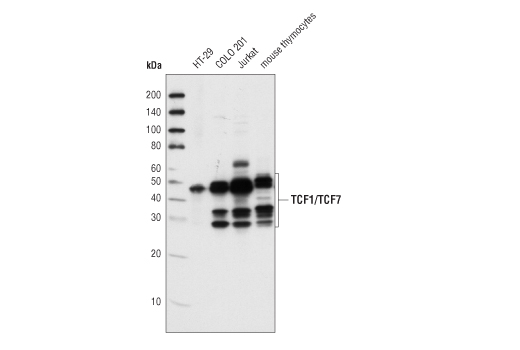 TCF1/TCF7 (C46C7) Rabbit mAb