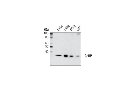 CHIP (C3B6) Rabbit mAb
