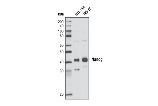 Nanog Antibody