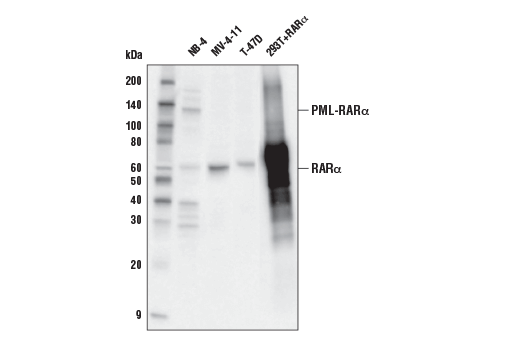 RARα (E6Z6K) Rabbit mAb