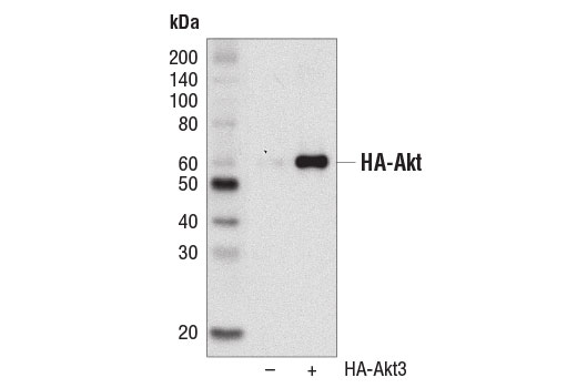 HA-Tag (C29F4) Rabbit mAb (HRP Conjugate)