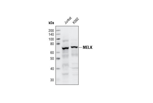 MELK Antibody