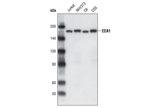 EEA1 Antibody