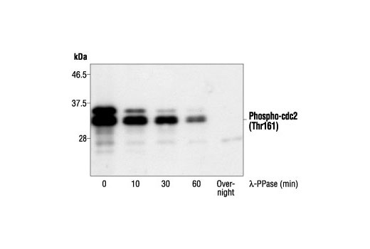 Phospho-cdc2 (Thr161) Antibody