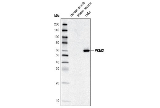 PKM2 Antibody