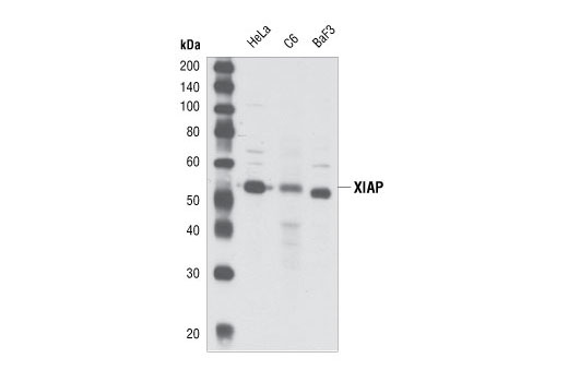 XIAP Antibody