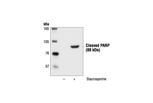 Cleaved PARP (Asp214) Antibody (Mouse Specific)
