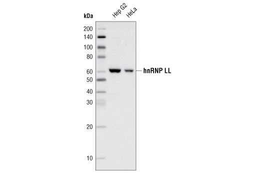 hnRNP LL Antibody