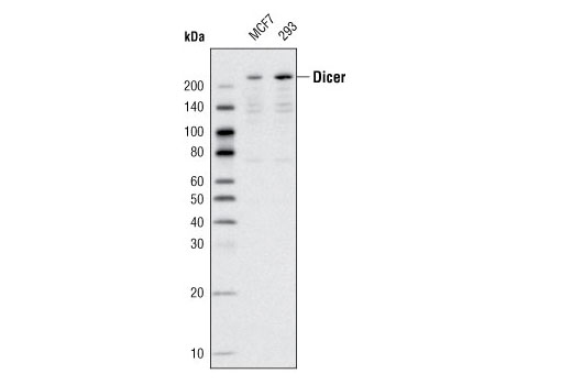 Dicer (D38E7) Rabbit mAb