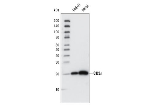 CD3ε (CD3-12) Rat mAb