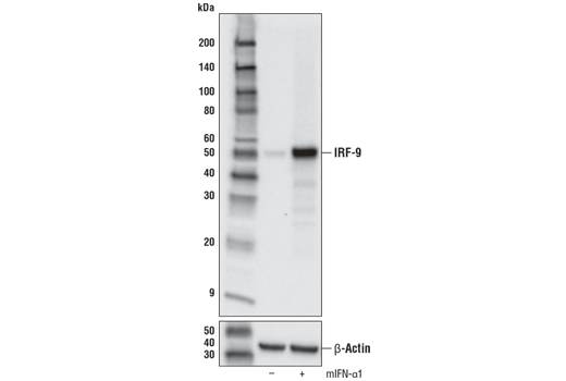 IRF-9 (D9I5H) Rabbit mAb (Mouse Specific)