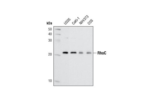 RhoC (D40E4) Rabbit mAb