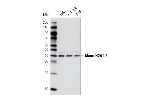 MacroH2A1.2 Antibody