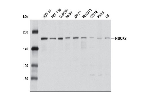 ROCK2 Antibody
