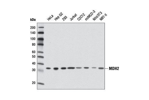 MDH2 Antibody