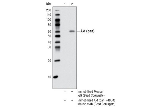 Akt (pan) (40D4) Mouse mAb (Sepharose Bead Conjugate)