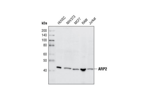 ARP2 Antibody