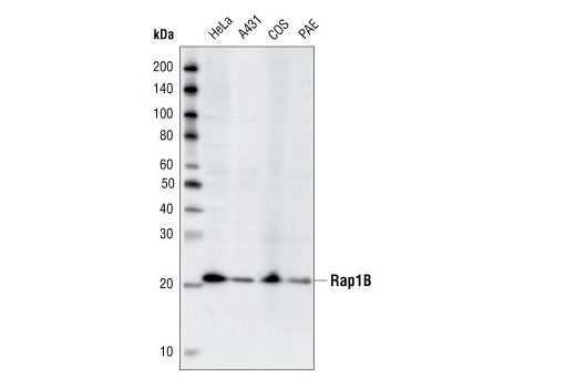 Rap1B (36E1) Rabbit mAb