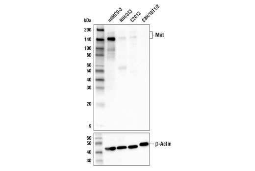 Met (E4E4W) Rabbit mAb (Mouse Preferred)