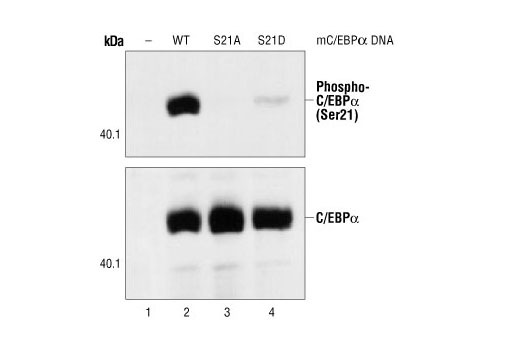 Phospho-C/EBPα (Ser21) Antibody