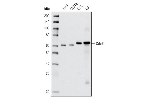 Cdc6 (C42F7) Rabbit mAb