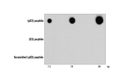 β-Amyloid (pE3 Peptide) (D5N5H) Rabbit mAb
