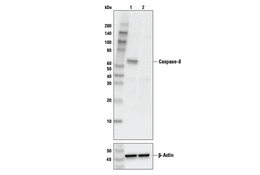Caspase-8 (1C12) Mouse mAb