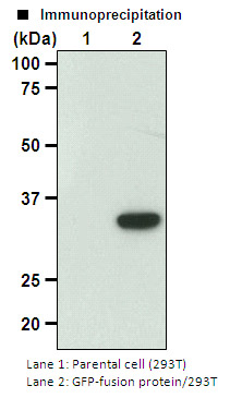 Anti-GFP (Green Fluorescent Protein) mAb-Magnetic Agarose