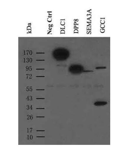 9E10, Anti-Myc Monoclonal Antibody (100 uL)