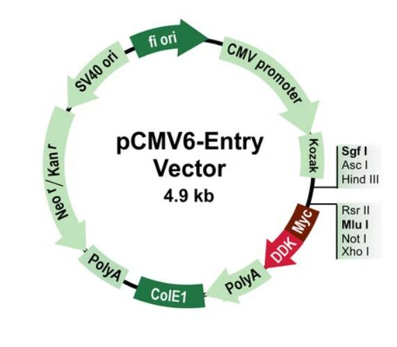 pCMV6-Entry (C-terminal Myc and DDK Tagged)
