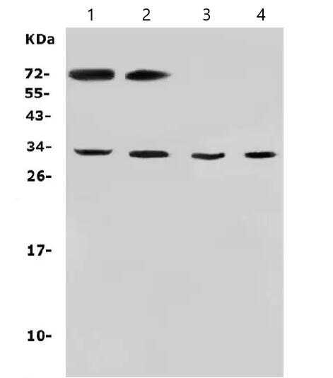 Anti-Aquaporin 3 antibody