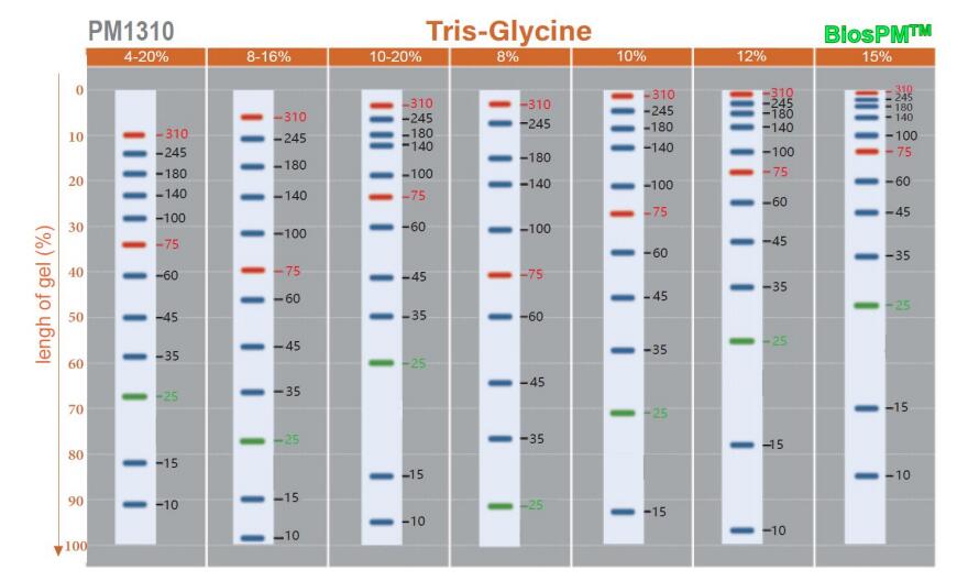 BiosPM<sup>TM</sup>彩虹广谱蛋白Marker(10-310KD);