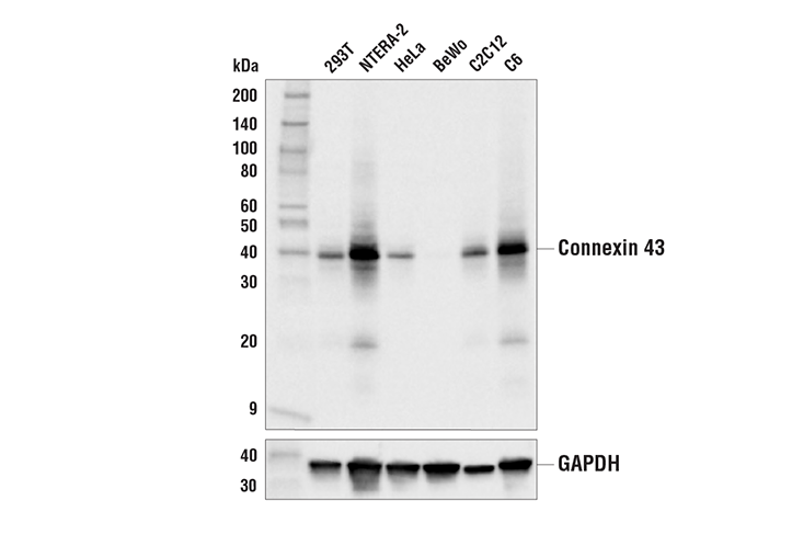 Connexin 43 (E7N2R) Rabbit Monoclonal Antibody