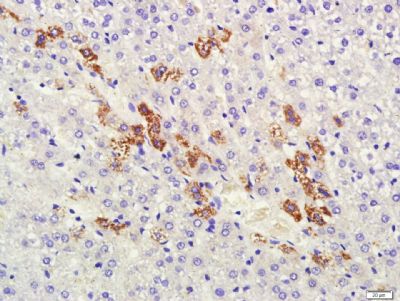 滋养层细胞抗原3b-HSD抗体