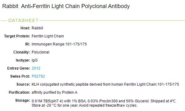 铁蛋白轻链抗体